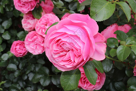 花园里的粉红玫瑰艺术玫瑰问候语花瓣玫瑰花瓣设计母亲边框祝福婚礼背景图片