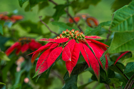 大戟是一种美丽的一品红绿色植物 叶子鲜红 圣诞假期 流行的季节性装饰星星风格礼物季节花瓣传统庆典树叶植物群花园背景