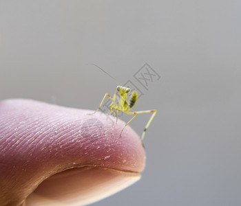 竖小手指素材蚂蚁的喉咙 尼姆夫 昆虫生长生物学叶子猎物若虫场地天线植物捕食者蠕虫宏观背景