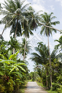 热带树木沿线未铺面道路泰国透视绿色生长小路天空植物运输香蕉气候背景图片
