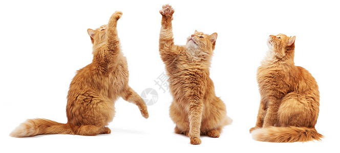 成年青毛红猫坐着抬起前爪爪子橙子猫科头发小猫猫咪黄色宠物哺乳动物眼睛背景图片