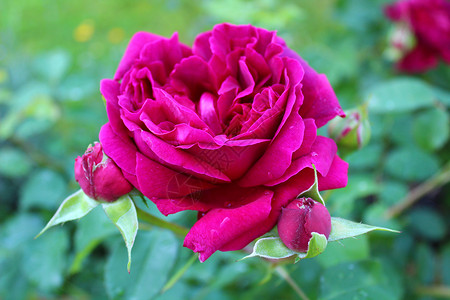 花园里有红玫瑰和花蕾婚礼祝福玫瑰边框设计问候语结婚问候明信片玫瑰花瓣背景图片