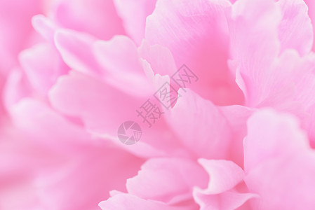 焦点模糊的粉粉花瓣玫瑰粉色背景白色植物群红色粉红色婚礼礼物紫色背景图片