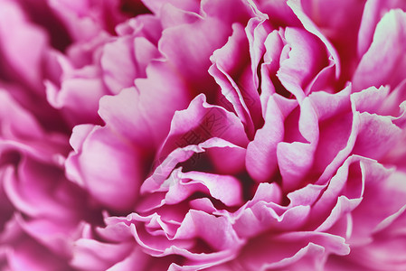 焦点模糊的粉粉花瓣女性化婚礼森林粉红色玫瑰庆典背景紫色白色红色背景图片