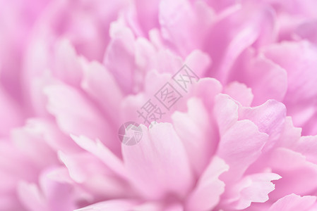 焦点模糊的粉粉花瓣玫瑰香味背景红色白色粉色奢华粉红色背景图片