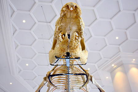 菲律宾鳄鱼大化化的死鳄鱼骨头展示学习教育化石博物馆爬虫科学骨骼国家历史自然背景