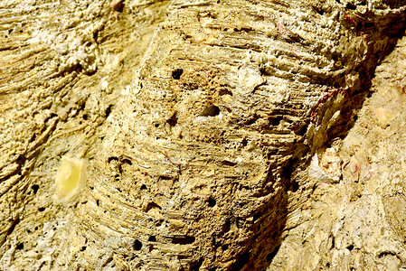 菲律宾蛤仔自然的粗糙的高清图片