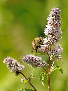 花朵和大黄蜂的薄粉草本昆虫软药茶草药物草药草本植物药品背景图片