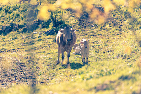 母牛在领域在领域的母牛埃尔高清图片