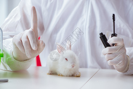 科学实验室实验中的白兔试验高清图片