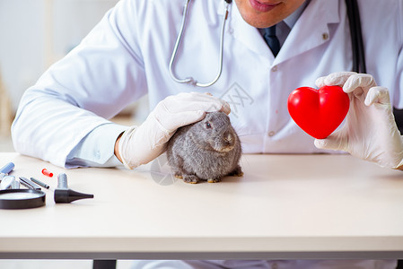 可爱的小医生在其诊所检查兔子的韦特医生保健药品专家病人卫生有氧运动考试职业男人治疗背景