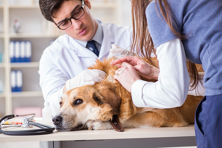 男人逗狗医生和助理医生在兽医室检查金色的猎犬讨论蜱虫女士卫生实验室助手咨询男人专家疾病背景