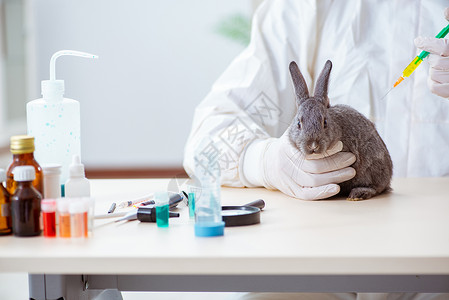 灰黑色兔子在其诊所检查兔子的韦特医生注射器疫苗疾病兽医职业考试治疗保健动物病人背景