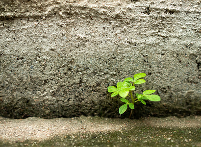 植物性质这棵树生在水泥地板上 自然的力量生态成功绿色发芽概念生长性质沥青成就裂缝背景