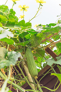 蠡在美国得克萨斯州达拉斯附近的后院花园的Pergola上观有机Luffa水果登山者结构树叶植物生长蔬菜凉棚农场壁球叶子背景