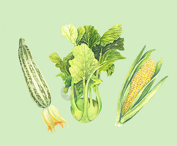 拉手手绘写实在浅绿色背景下隔离的一组新鲜绿色蔬菜 西葫芦 卷心菜大头菜 带叶的玉米芯 手绘水彩插图 写实艺术 植物画背景