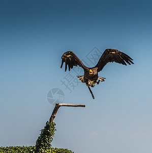昼夜温差大斯德勒的鹰在飞行中猎物捕食者爪子罪人方向盘金鱼鸟类动物尾巴羽毛背景