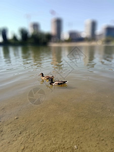 在鸭子会议上野鸭在多瑙河上游泳背景