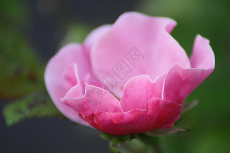 粉色玫瑰花语近距离的卡美莉亚japonica背景