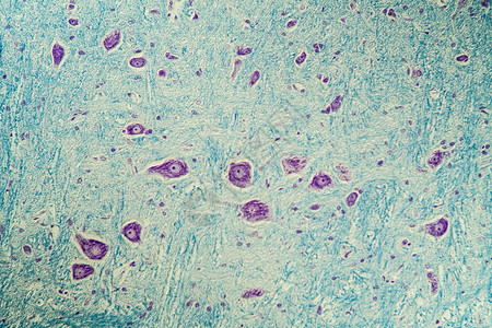 脑组织显微镜下神经细胞 200x考试药品组织学组织诊断宏观科学背景