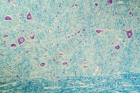 脊神经显微镜下神经细胞 200x考试组织组织学药品科学宏观诊断背景