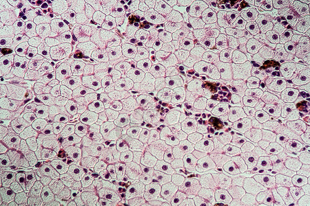 具有肝细胞的Axolot两栖动物 100x细胞核组织学康复细胞考试调查药品宏观科学组织背景