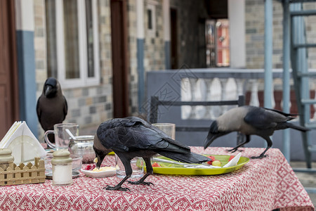雷文 乌鸦鸟吃早餐 湖边 波克拉 尼泊尔高清图片