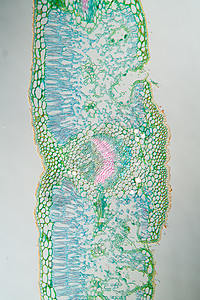 显微镜下的除草叶截面 100x生物学考试植物药草花朵宏观调查科学绿色细胞背景图片