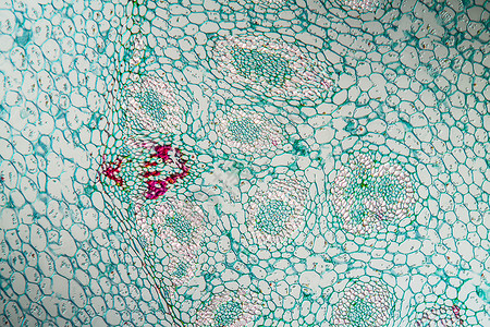 带根 横过100节的百度植物宏观薄片水管放大镜生物学科学单子根茎计划背景图片