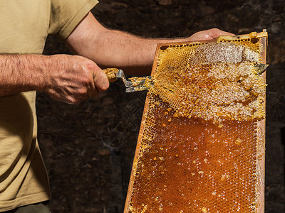 养蜂业养蜂人从蜂窝中除去蜡盖花粉工作药品环境农业季节食物蜂巢活动梳子背景