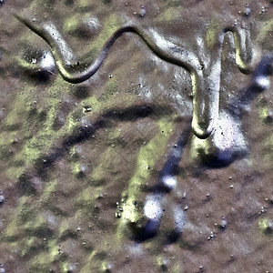 相片现实的 无缝的彩色涂料纹理图案地衣植物叶子照片高分辨率地面树叶石头岩石雇用背景图片