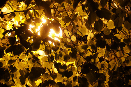 黑夜天空背景下亮亮的金色树枝枝高清图片