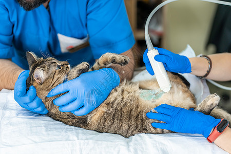 猫举手机素材兽医通过对家猫的超声波检查进行兽医检查治疗诊所护士怀孕诊断扫描器超声波腹部药品宠物背景