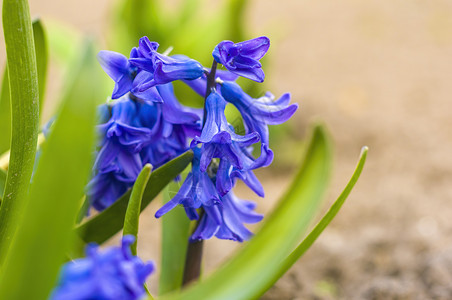 春天艺术元素背景自然园中的柔软花朵艺术生长紫色墙纸植物庆典投标婚礼邀请函叶子背景