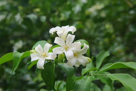 圆锥花序安达曼缎木 黄杨木 化妆品用树皮 橙茉莉 橙茉莉 缎木背景