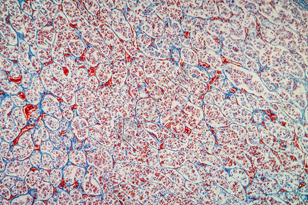 显微镜下的管道组织 100x垂体放大镜荷尔蒙腺体细胞宏观内分泌腺药品组织学科学背景