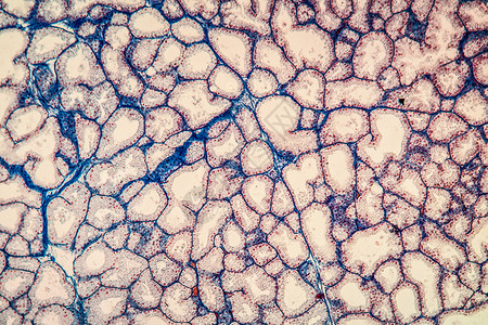泪器显微术研究高清图片
