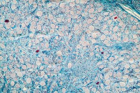 肠黏膜显微镜下色素组织 100x味觉软腭细胞组织学上皮科学黏膜放大镜口腔宏观背景