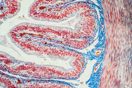 显微镜下的小肠组织 200x青蛙科学宏观组织学放大镜腺体消化两栖动物绒毛细胞背景图片