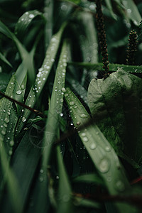 宣传单绿色森林中一些绿色植物的超级接近 雨滴在树上 背景与复制空间 笑声邀请函深色热带生物学雨林海报自然打印折扣小册子背景