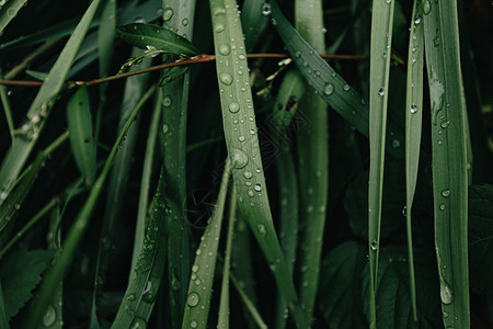 宣传单绿色林中一些绿色植物的横向特写 雨滴在森林上 背景与复制空间相近背景