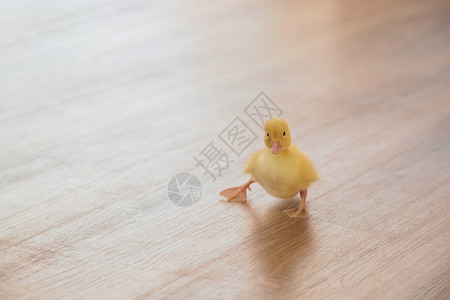 一只小黄鸭在学走路呢羽毛家禽新生小鸡小鸭子工作室动物黄色农业婴儿背景图片