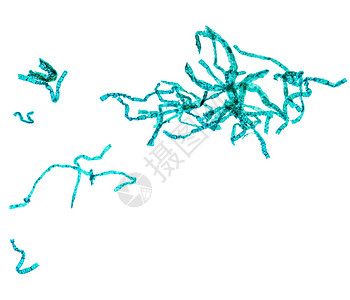 Spirogyra 显微镜科学幻灯片植被植物显微植物群细胞光显微全山照片背景图片