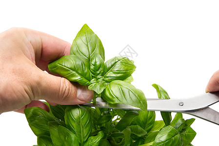 植物剪素材剪刀选择高清图片