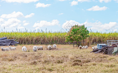吃甘蔗A国站的牧羊牧场背景
