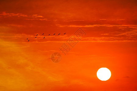 橙红色的云夜晚的黄昏 橙红色的乌云 天上和十只鸟背景