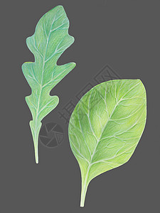 深色水彩芝麻菜芝麻菜 火箭沙拉 和菠菜 深色背景上孤立的新鲜绿叶 水彩手绘插图 新鲜的香草 逼真的植物艺术 素食成分 有机食品背景