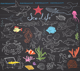 鲸鱼手绘大海洋生物动物手绘素描集 鱼 鲨鱼 章鱼 海星和螃蟹 鲸鱼和海龟 海马和贝壳以及刻字在黑板上的涂鸦海洋珊瑚食物艺术收藏海鲜木板胸背景