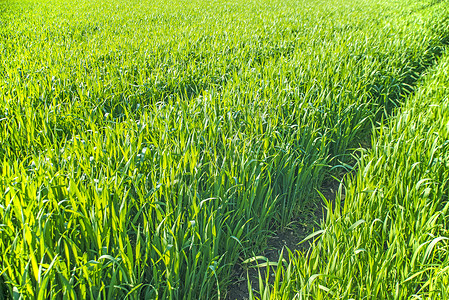 玉米树苗乡村蔬菜绿色营养幼苗种植地球土壤食物农业背景图片