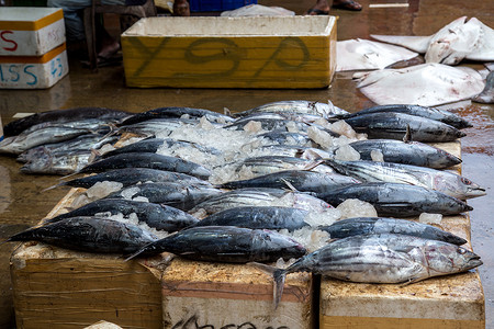 斯里兰卡Negombo的早晨鱼市场钓鱼渔夫文化旅行吸引力城市海岸动物海鲜旅游背景